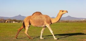 ماذا تعرف عن تربية الإبل في السعودية