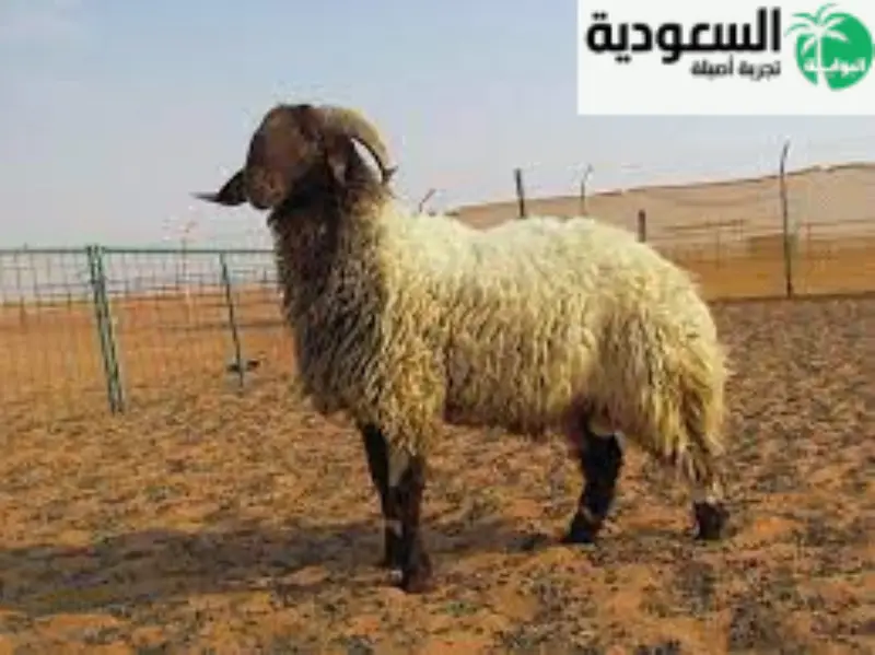 ماذا تأكل الخراف