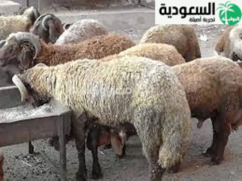 ما هي المهمة الأساسية للتأكد لتوفير غذاء جيد للغنم