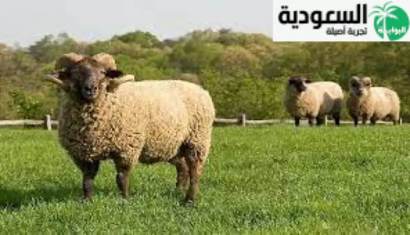 أهم النصائح حول تربية الأغنام
