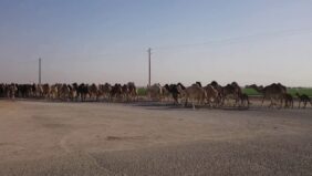 ابز المعلومات عن مدينة حرض السعودية