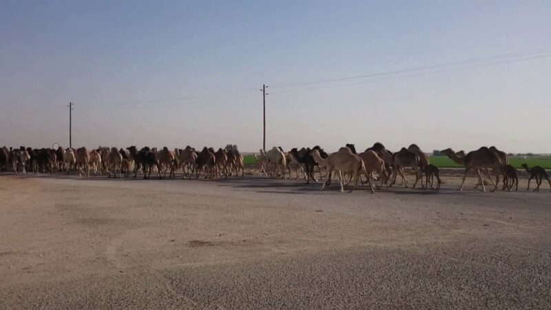 ابز المعلومات عن مدينة حرض السعودية