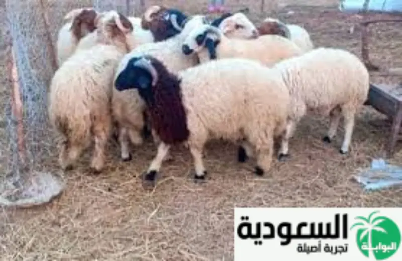 كيف يمكن الوقاية من الامراض التنفسية لدي الخراف