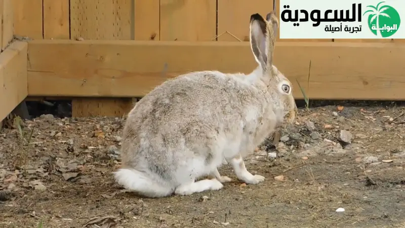 طريقة تربية الأرانب