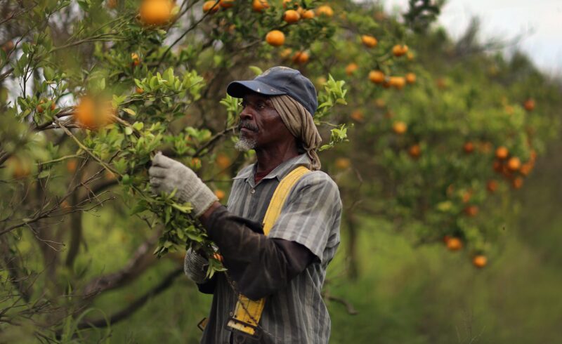 زراعة البرتقال في السعودية