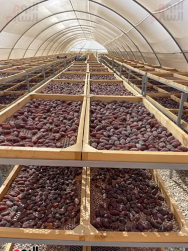 مشروع تجفيف البلح السعودية