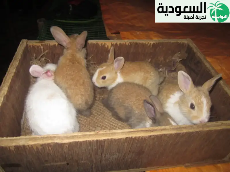 أفضل السلالات لتربية الأرانب في السعودية