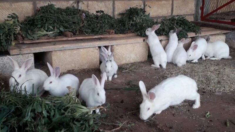 مشروع تربية الأرانب في السعودية