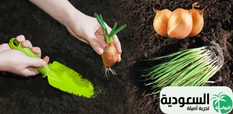 توجد بعض النصائح الهامة لزراعة البصل