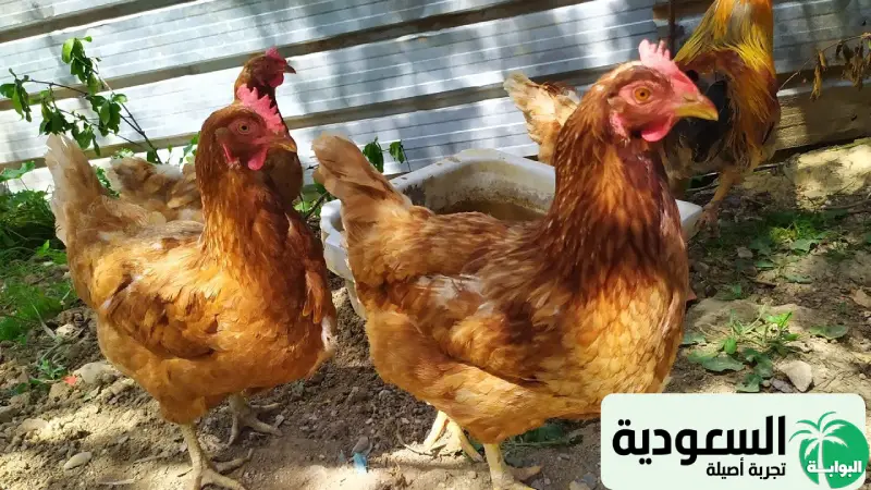 أسعار الدجاج البلدي في بورصة الدواجن اليوم