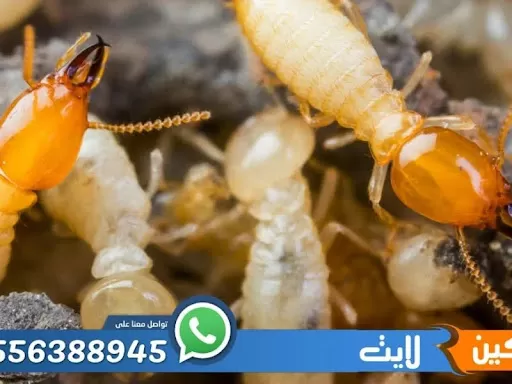 شركات مكافحة حشرات بالرياض بالقرب مني