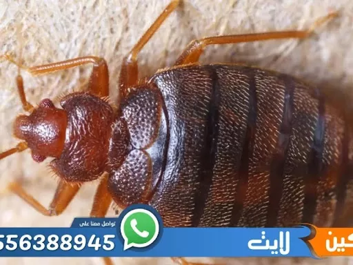 مكافحة النمل الابيض