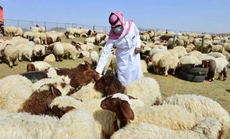 لأسواق الغنم في جدة لعام 2025
