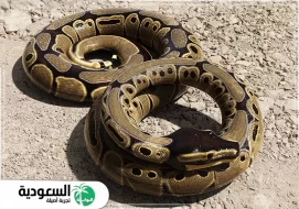 تفسير حلم لدغة الثعبان في القدم