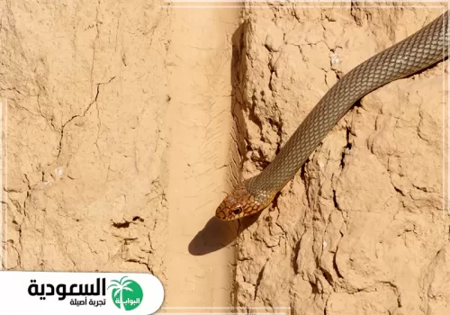 دلالات رؤية الثعبان الساكن