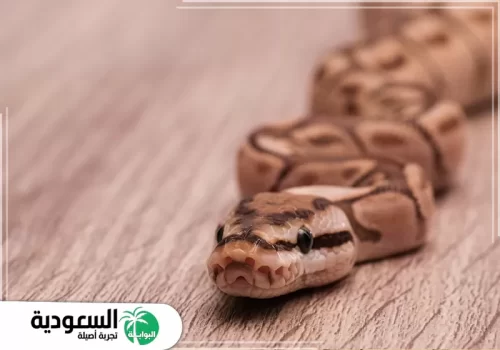 تفسير رؤية الثعبان يهاجم في المنام