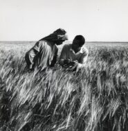 الزراعة في عهد الملك عبدالعزيز