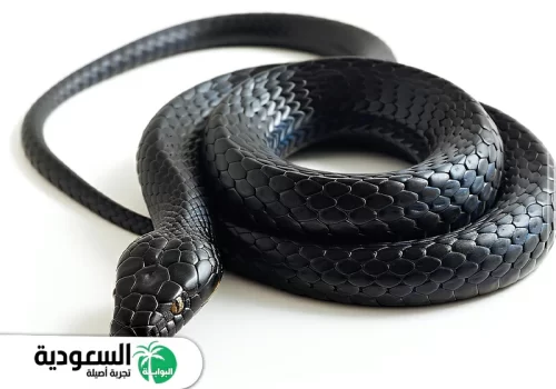 رؤية ثعبان أسود في المنام