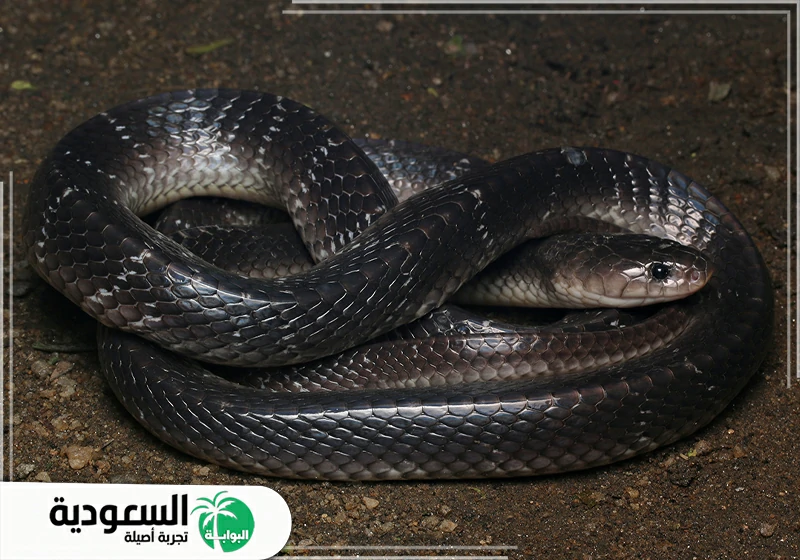 رؤية ثعبان أسود في المنام لابن سيرين