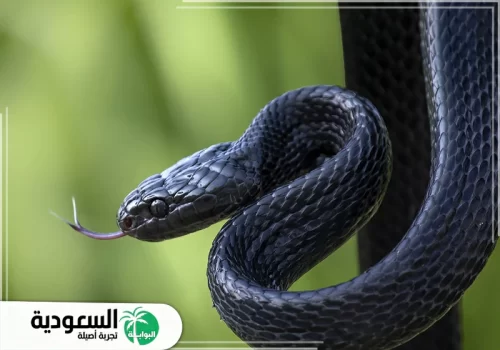 رؤية ثعبان أسود في الحلم