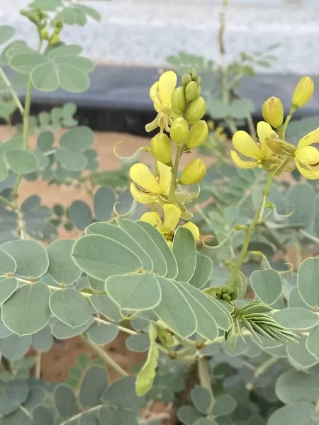 من الصحراء إلى الاستدامة: قصة شجيرة العشرق الفريدة