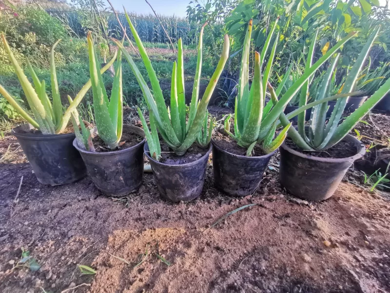 استلهم من صبار الألوة: جمال طبيعي وقدرة مذهلة على التكيف