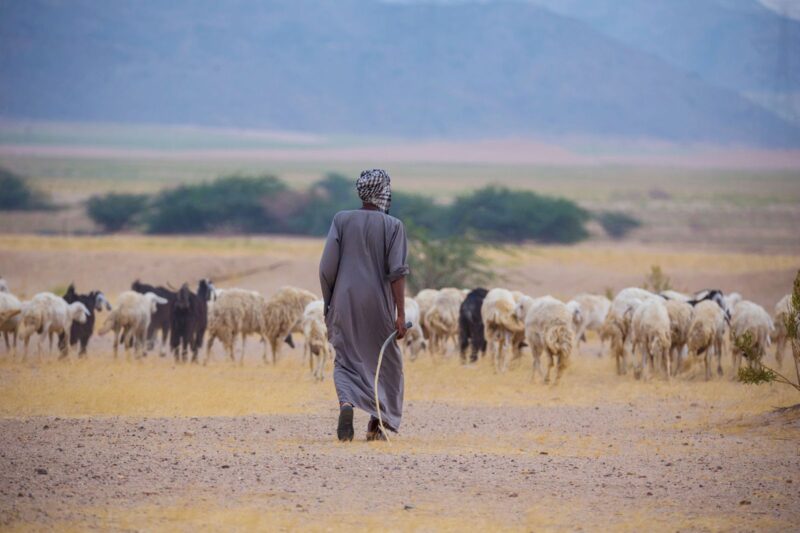 ما ضوابط استيراد الأغنام في السعودية؟