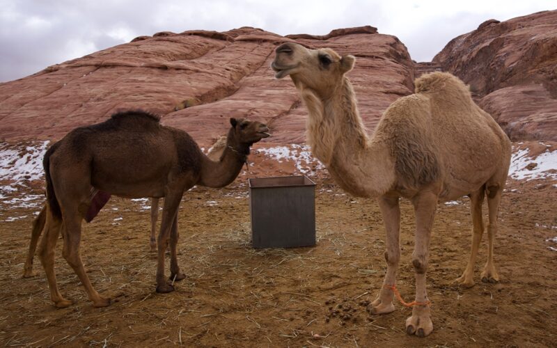 الجمل العربي
