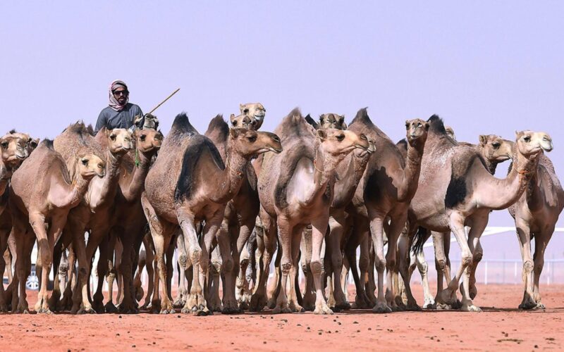 قائمة بأسماء الإبل وفقا لأعمارها