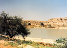شجرة الطلح