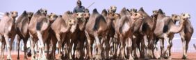 قائمة بسلالات الإبل البارزة في السعودية