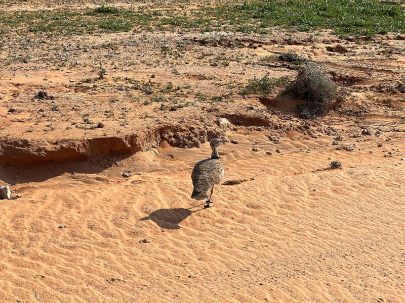 طائر الحبارى