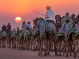 تربية الإبل في السعودية