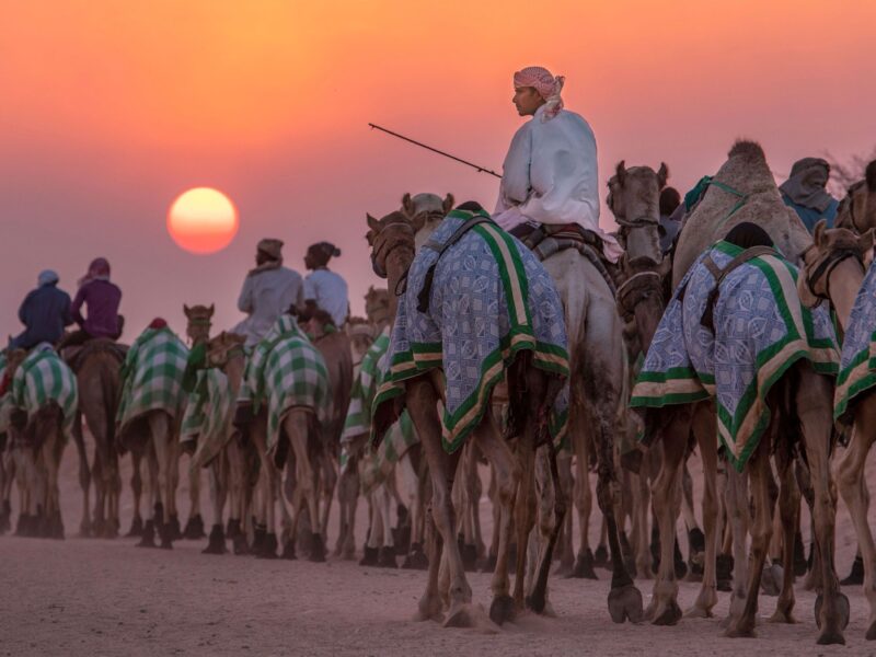تربية الإبل في السعودية