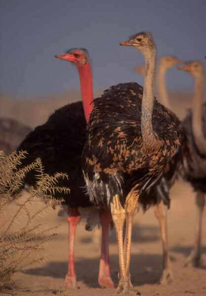 النعام العربي