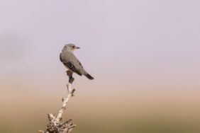 صائد ذباب أرقط