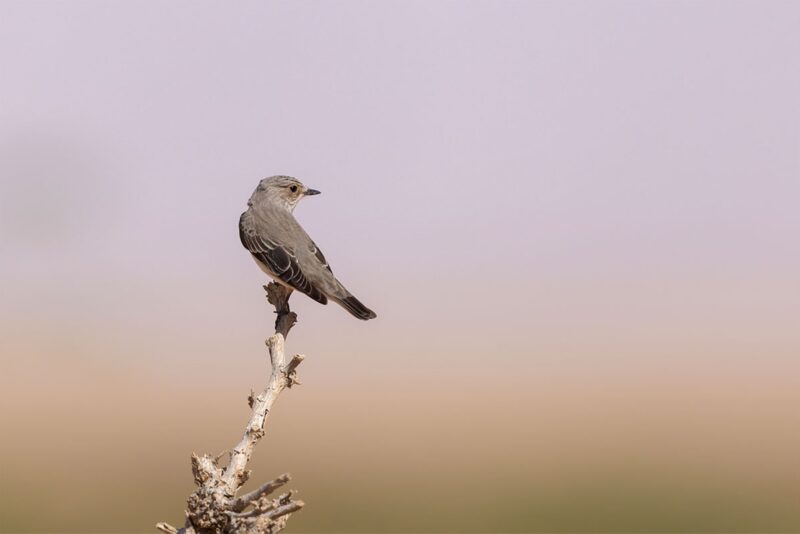 صائد ذباب أرقط