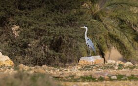 مالك الحزين