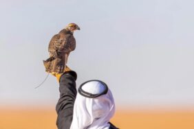 تربية الصقور في السعودية