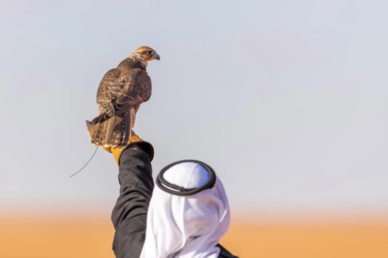 تربية الصقور في السعودية
