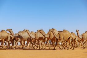 كم يبلغ عدد الإبل في السعودية؟