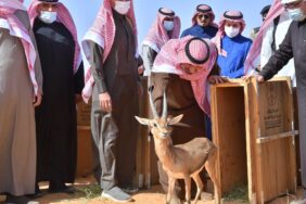 الحيوانات البرية المهددة بالانقراض في السعودية