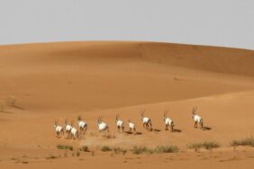 هل المها العربي مهدد بالانقراض في السعودية؟