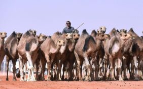 ما هي الأسماء الخاصة بإناث الإبل في السعودية؟
