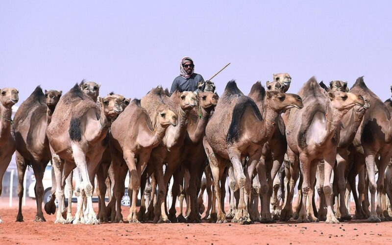 ما هي الأسماء الخاصة بإناث الإبل في السعودية؟