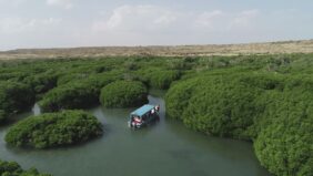 شجرة المانجروف في السعودية