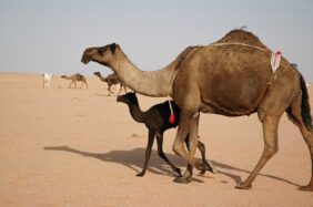 قائمة مواصفات الإبل المجاهيم في السعودية