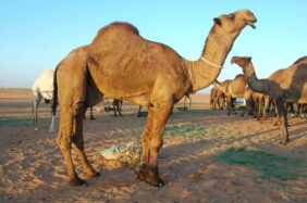 قائمة أسماء ذكور الإبل في السعودية