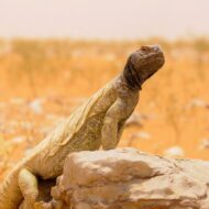 الضب المصري