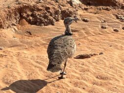 الحبارى العربي